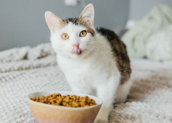Seu gato está comendo mais do que deveria?