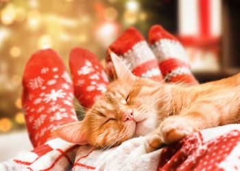 Quem é o seu gato no Natal em família?